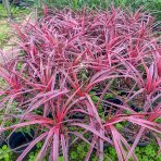 Kordylína austrálska (Cordyline australis) ´PASO DOBLE´ - výška 30-50 cm, kont. C2L (-12°C)